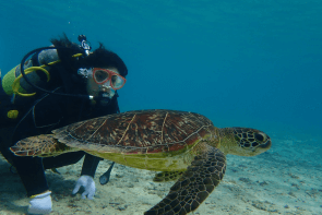 Okinawa Miyakojima Beach Diving sea turtle