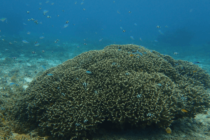 Okinawa Miyakojima Beach Diving Beautiful Coral