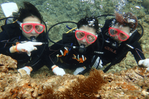 Okinawa Miyakojima Diving Clark's Anemonefish