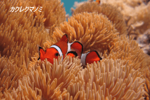 Okinawa Miyakojima Beach Diving Clown Anemone fish