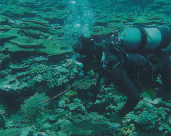 Exterminate crown of thorns starfish