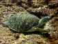 Miyakojima Diving 333 - Triple Three - sea turtle