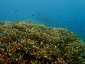 Okinawa Miyakojima Diving Coral Garden