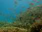 Okinawa Miyakojima Diving Coral Garden