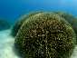 Okinawa Miyakojima Diving Coral Garden