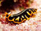 Okinawa Miyakojima Diving Devil's Palace Sea slug
