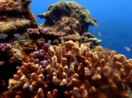 Okinawa Miyakojima Diving Diana