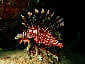 Okinawa Miyakojima Diving Double Arch Lionfish