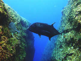 Okinawa Miyakojima Diving Hon Drop