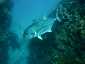 Okinawa Miyakojima Diving Ichinose Drop Giant trvally