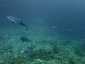 Okinawa Diving Ichinose Drop Dogtooth tuna