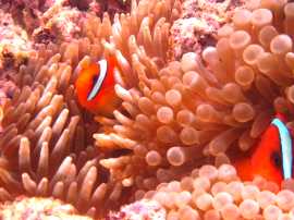 Okinawa Miyakojima Diving Imgya Marine Garden