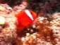Miyakojima Diving Imgya Marine Garden Tomato anemonefish