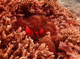 Okinawa Miyakojima Diving Kurima Beach