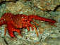 Okinawa Diving L-shaped arch reef lobster