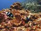 Okinawa Miyakojima Diving Marine Lake Clark's anemonefish