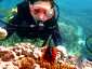 Miyakojima Diving Nakanoshima Beach Tomato anemonefish