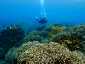 Okinawa Miyakojima Diving Nakanoshima Beach Coral reef