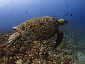 Okinawa Diving Overhang Sea turtle