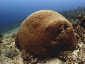 Okinawa Diving Overhang pig coral