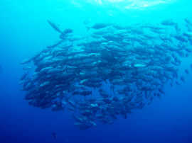 Okinawa Miyakojima Diving Panata