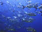 Okinawa Diving Panata Bigeye trevally