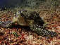 Okinawa Diving Panata Green turtle