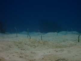 Okinawa Miyakojima Diving Rock Beauty