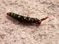 Okinawa Miyakojima Diving Rock Beauty Sea slug