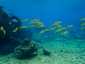 Okinawa Miyakojima Diving Shigira Beach Yellowfin goatfish