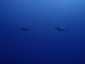 Miyakojima Diving Surgeon Reef Dogtooth tuna
