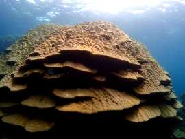 Okinawa Miyakojima Diving Tako-Shita