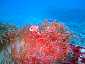 Okinawa Diving Tori Pink anemonefish
