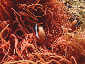 Irabujima Twin Hole Clark's anemonefish