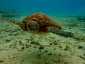 Okinawa Miyakojima Diving Hakuai Waiwai Beach Green turtle