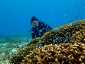 Okinawa Miyakojima Diving Hakuai Waiwai Beach Blue green chromis