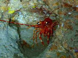 Okinawa Miyakojima Diving Wall Cave