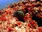 Miyakojima Diving Z Arch Giant moray