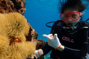 Okinawa Miyakojima Beach Diving Clown Anemonefish