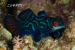 Okinawa Miyakojima Beach Diving Mandarinfish