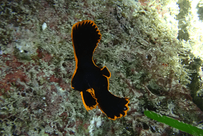 Night Diving　Dusky Batfish