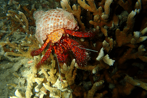 Night Diving