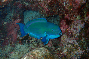 Night Diving　Parrotofish