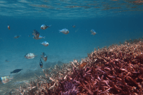 snorkeling